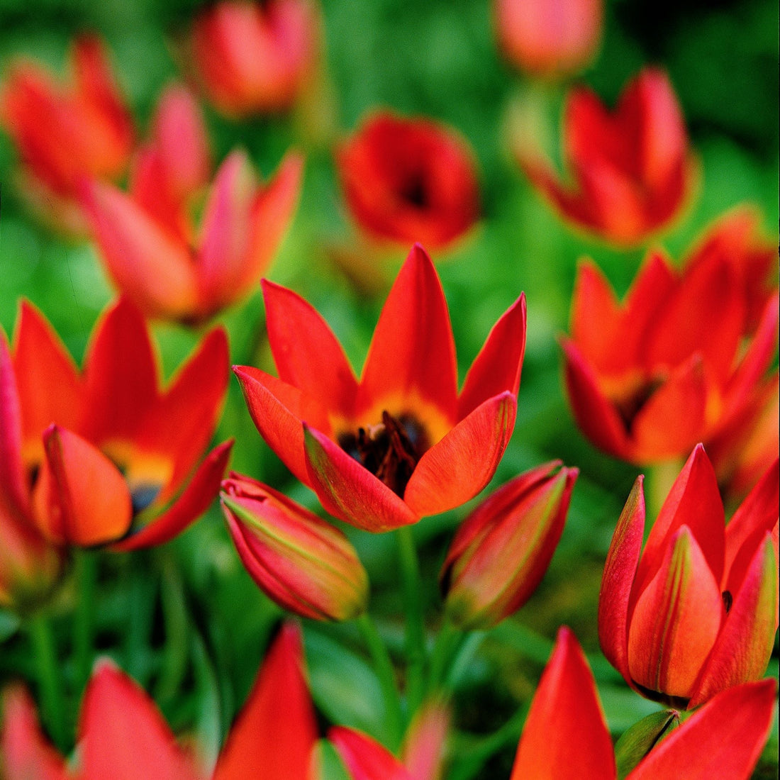 Tulipan 'Little Princess'