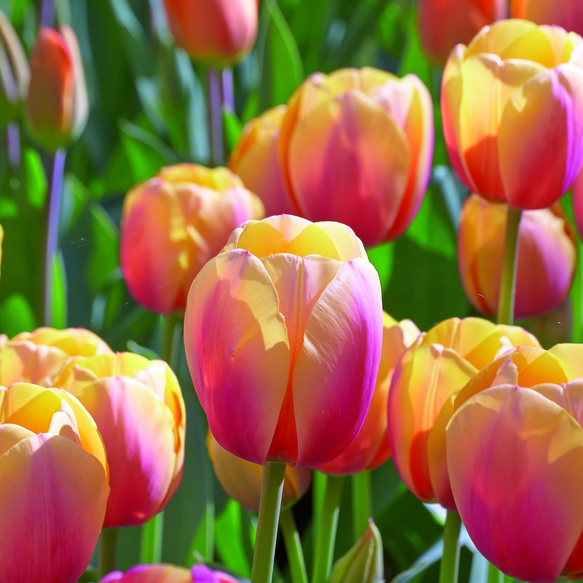 Tulipan 'Marit'