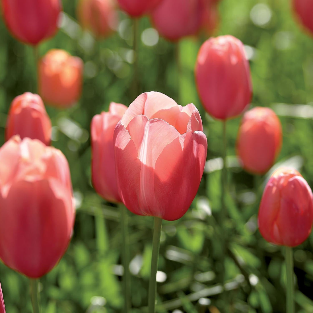 Tulipan 'Menton'