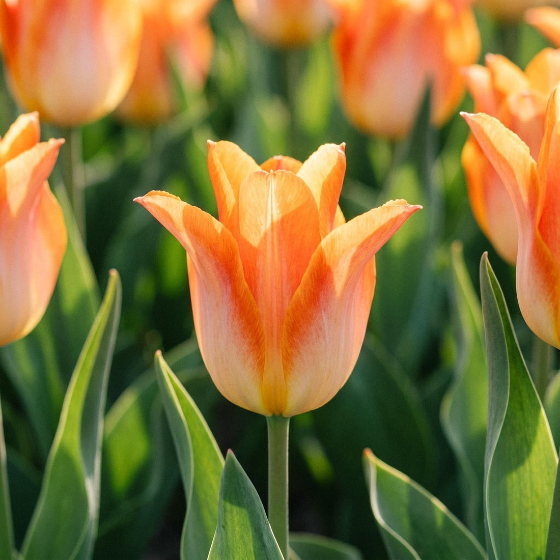 Tulipan 'Moonblush'