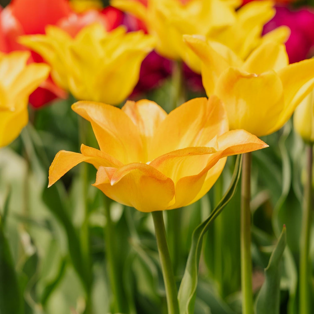 Tulipan 'Moonblush'