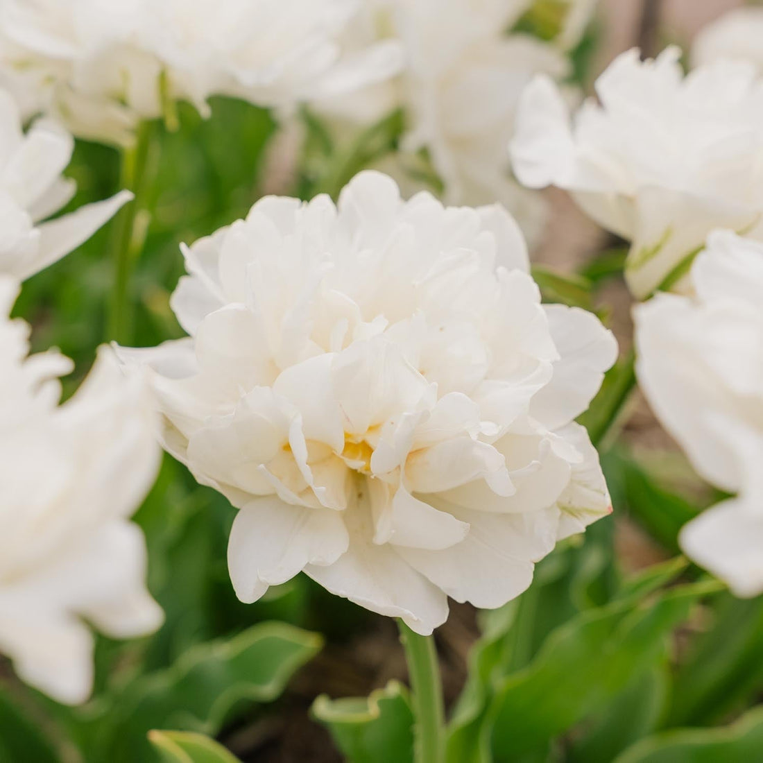 Tulipan 'Mount Tacoma'