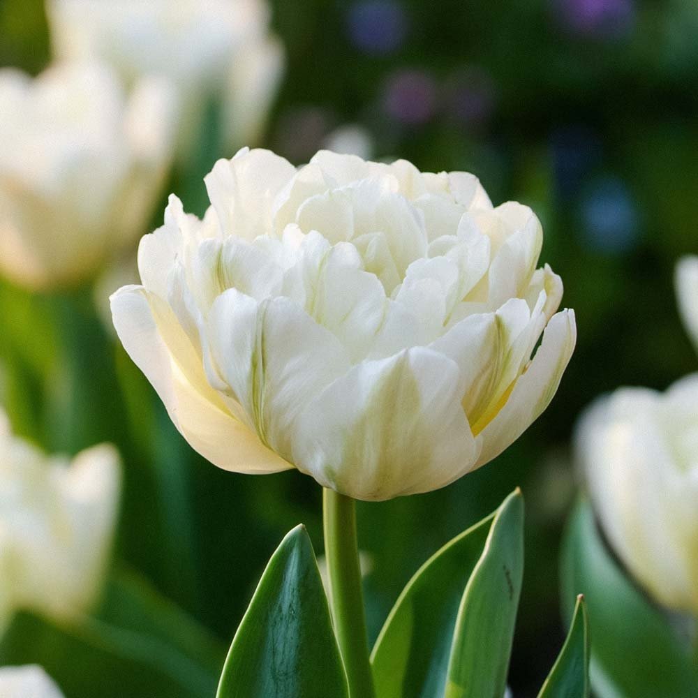 Tulipan 'Mount Tacoma'