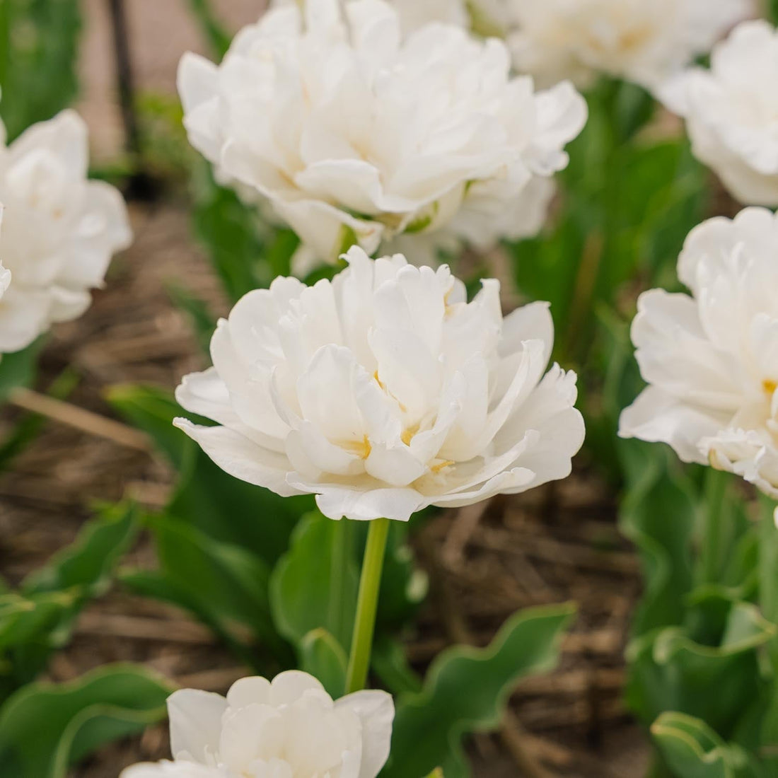 Tulipan 'Mount Tacoma'