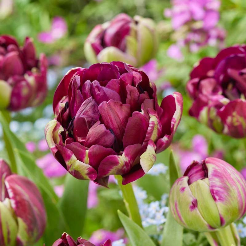 Tulipan 'Mystery Dream'
