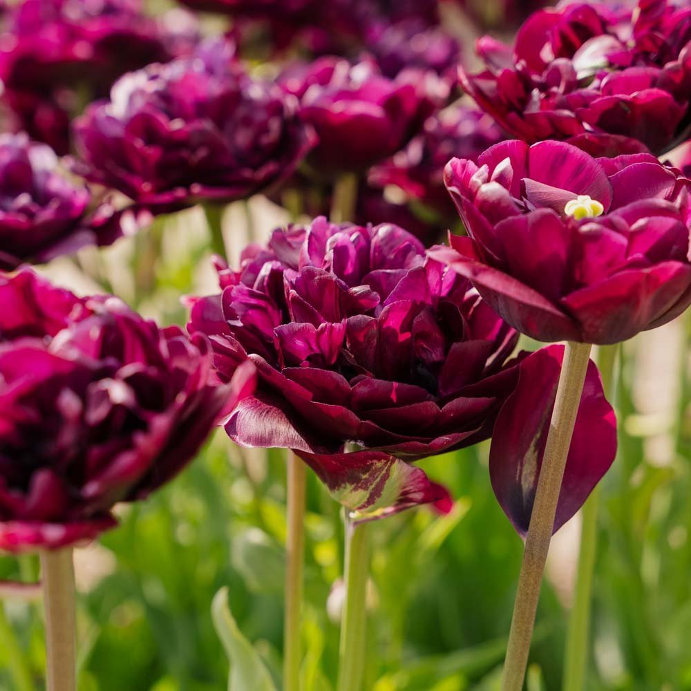 Tulipan 'Mystery Dream'