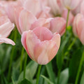 Tulipan 'Mystic van Eijk'