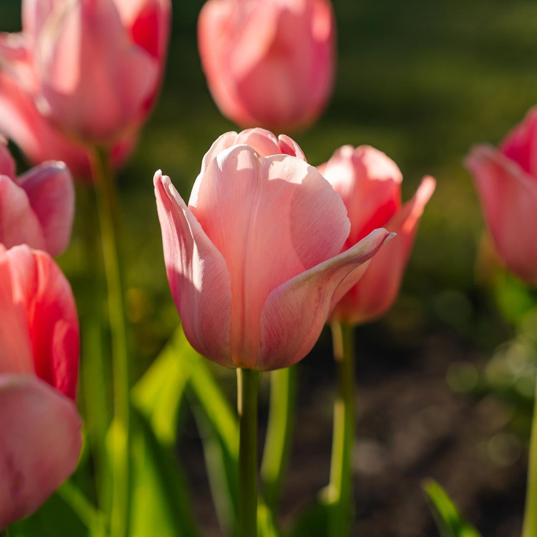 Tulipan 'Mystic van Eijk'