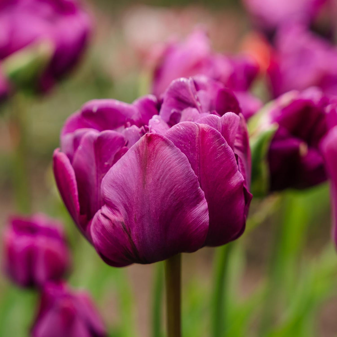 Tulipan 'Negrita Double'