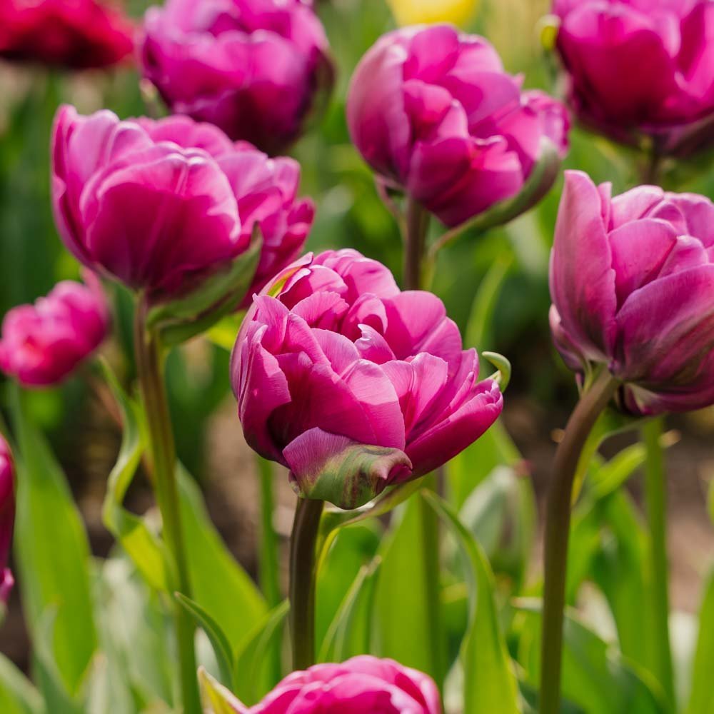 Tulipan 'Negrita Double'