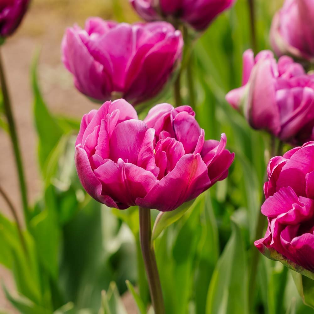 Tulipan 'Negrita Double'
