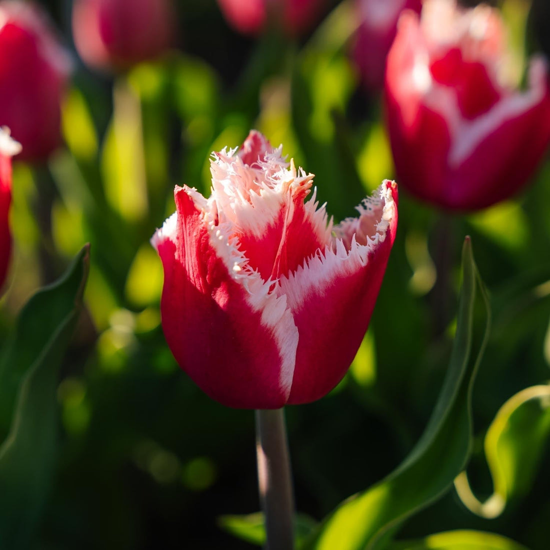 Tulipan 'New Santa'