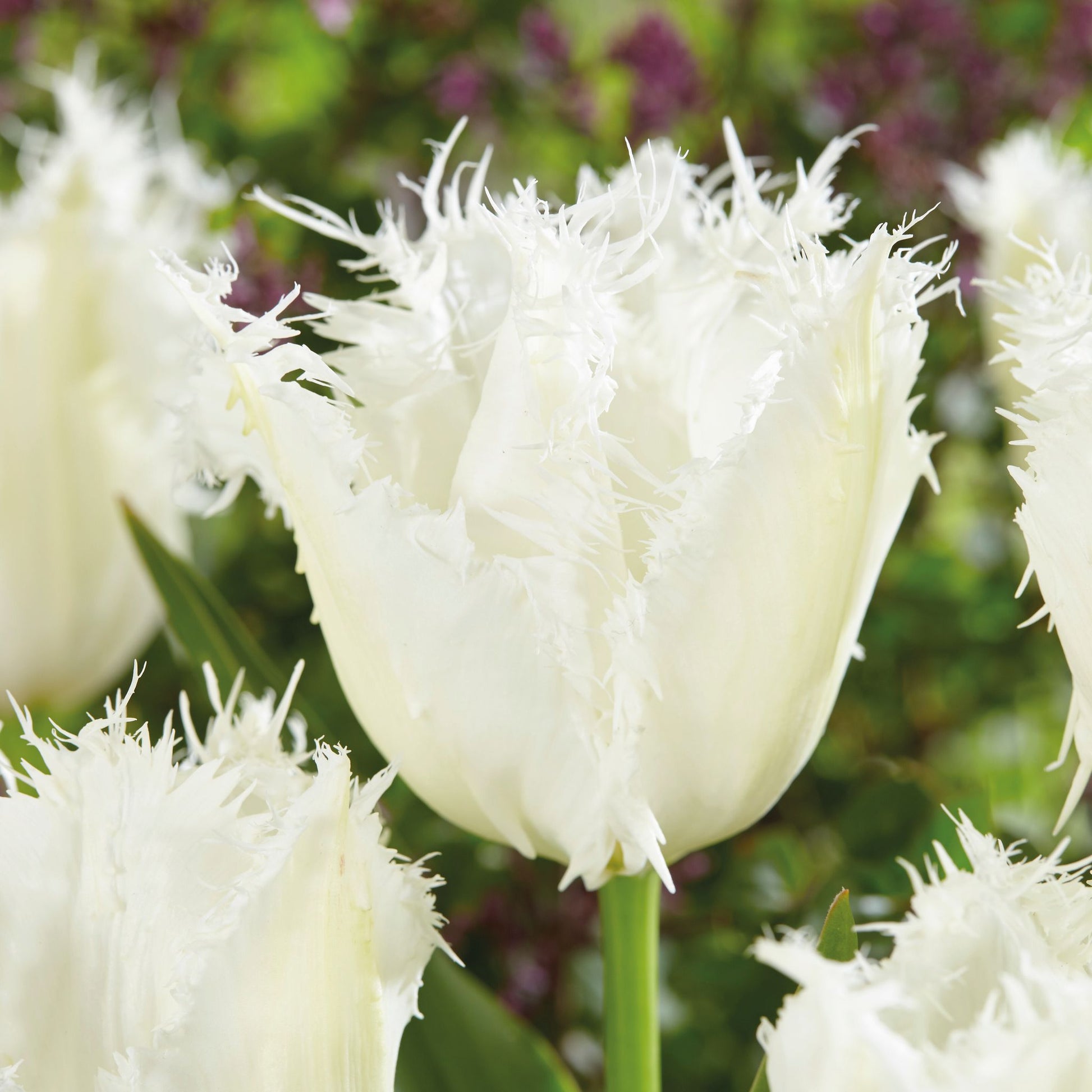 Tulipan 'Noordeinde'