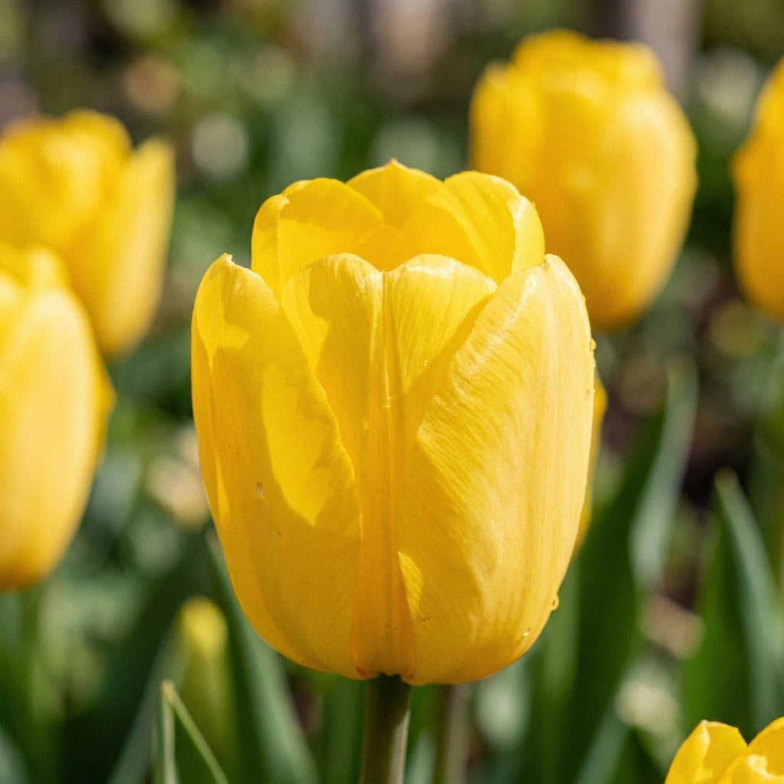 Tulipan 'Novi Sun'