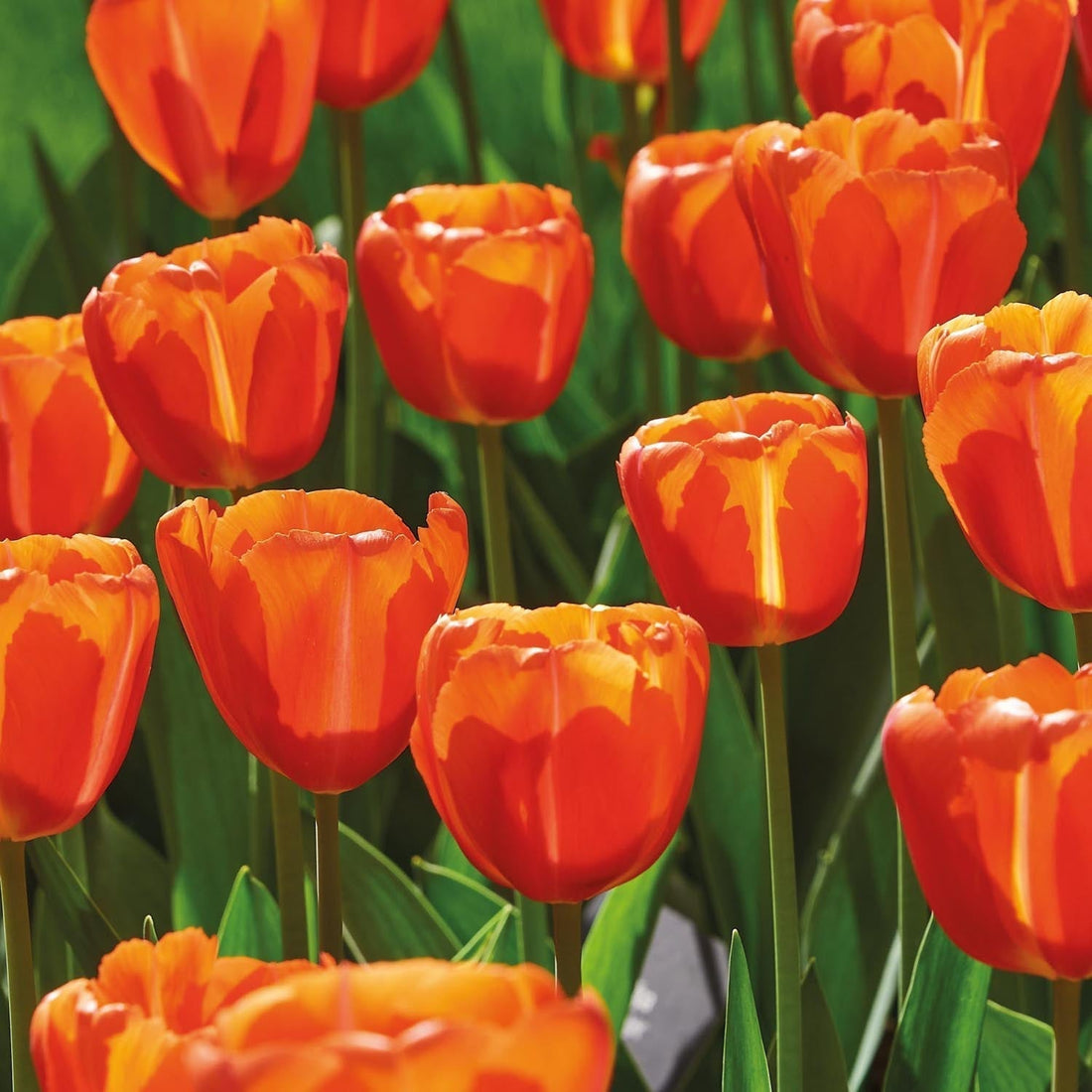 Tulipan 'Orange Flavor'
