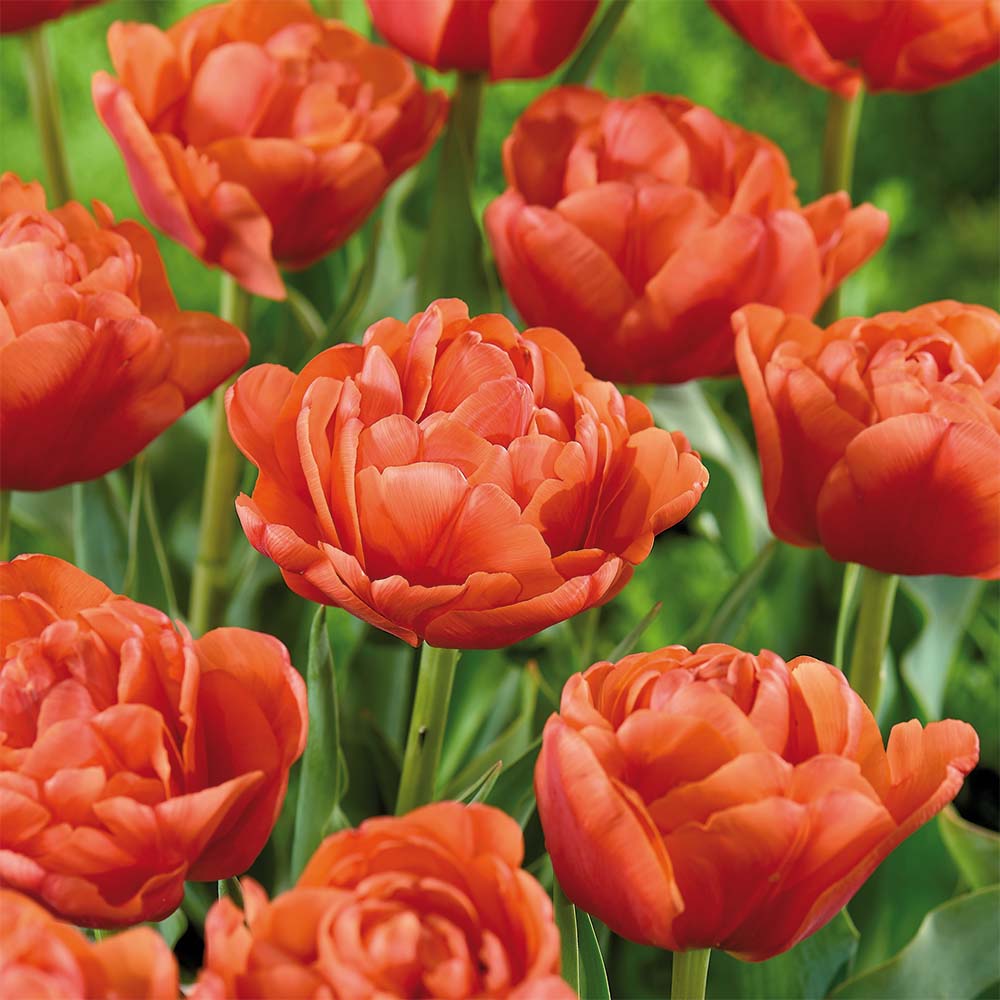 Tulipan 'Orange Flavor'