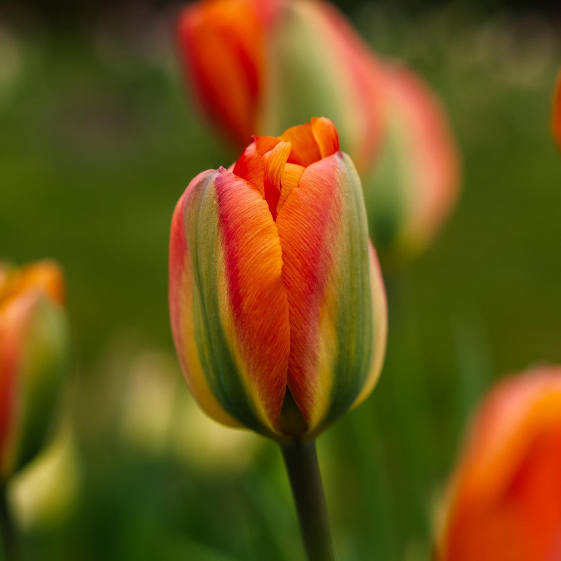 Tulipan 'Orange Marmelade'