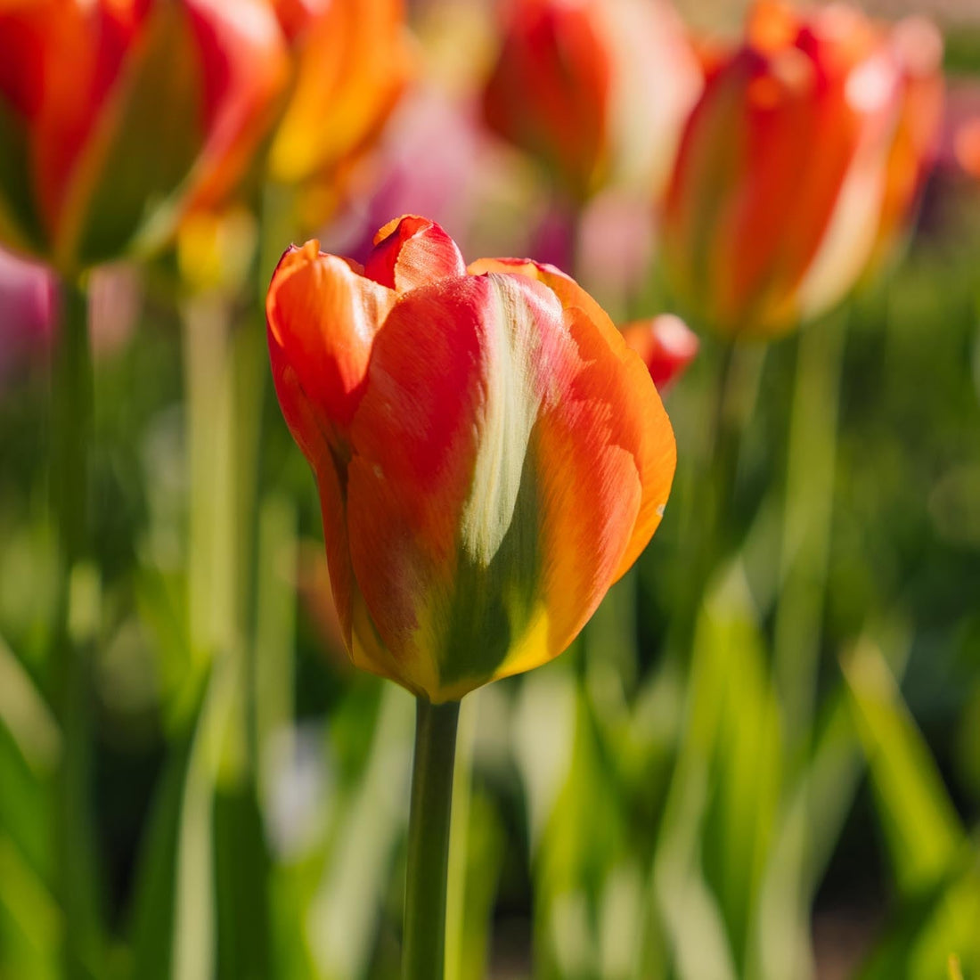 Tulipan 'Orange Marmelade'