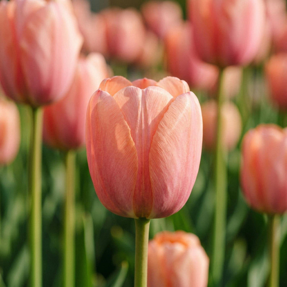 Tulipan 'Orange Pride'