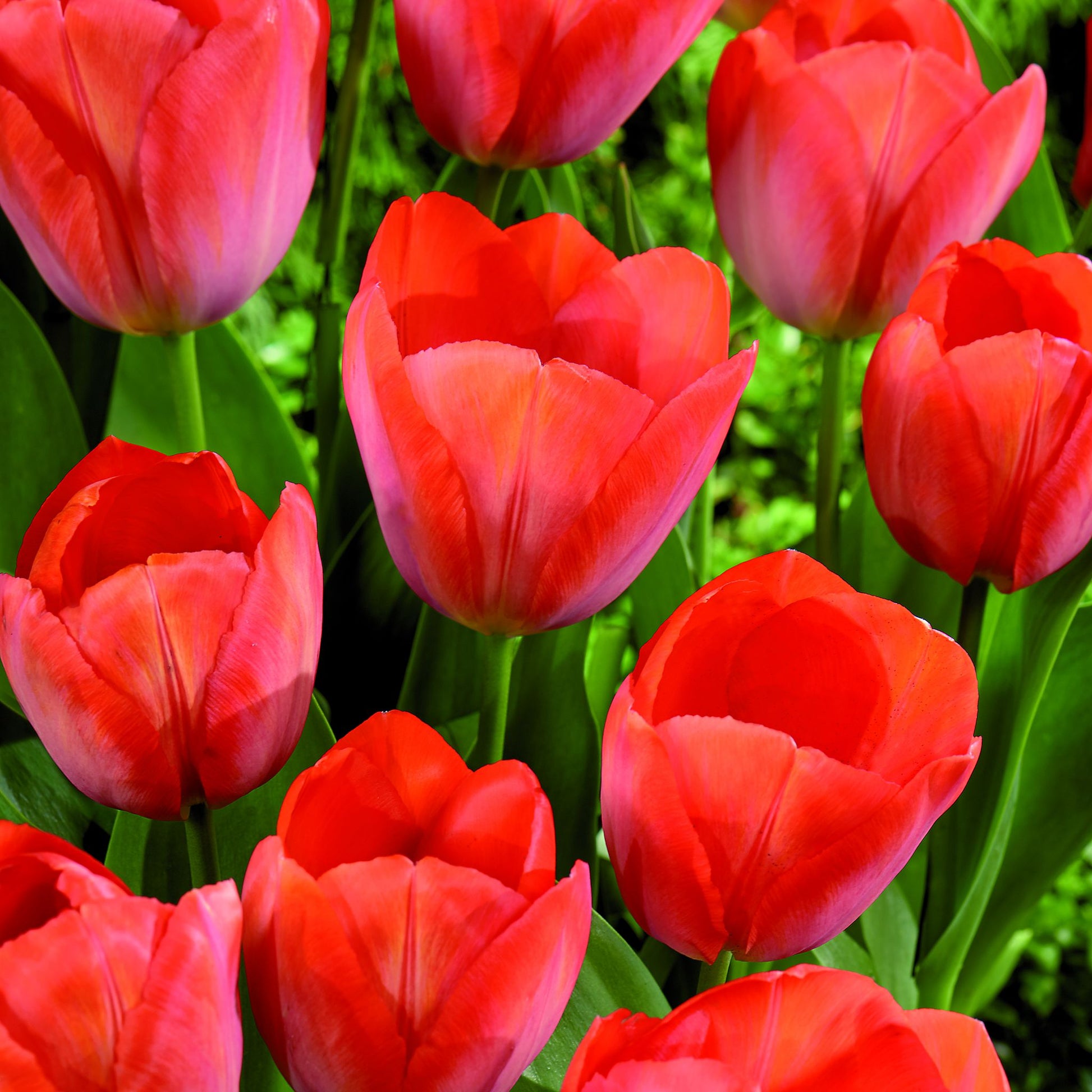 Tulipan 'Orange van Eijk'