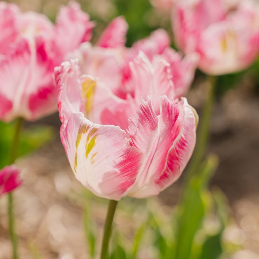 Tulipan 'Parrot Pink Vision'