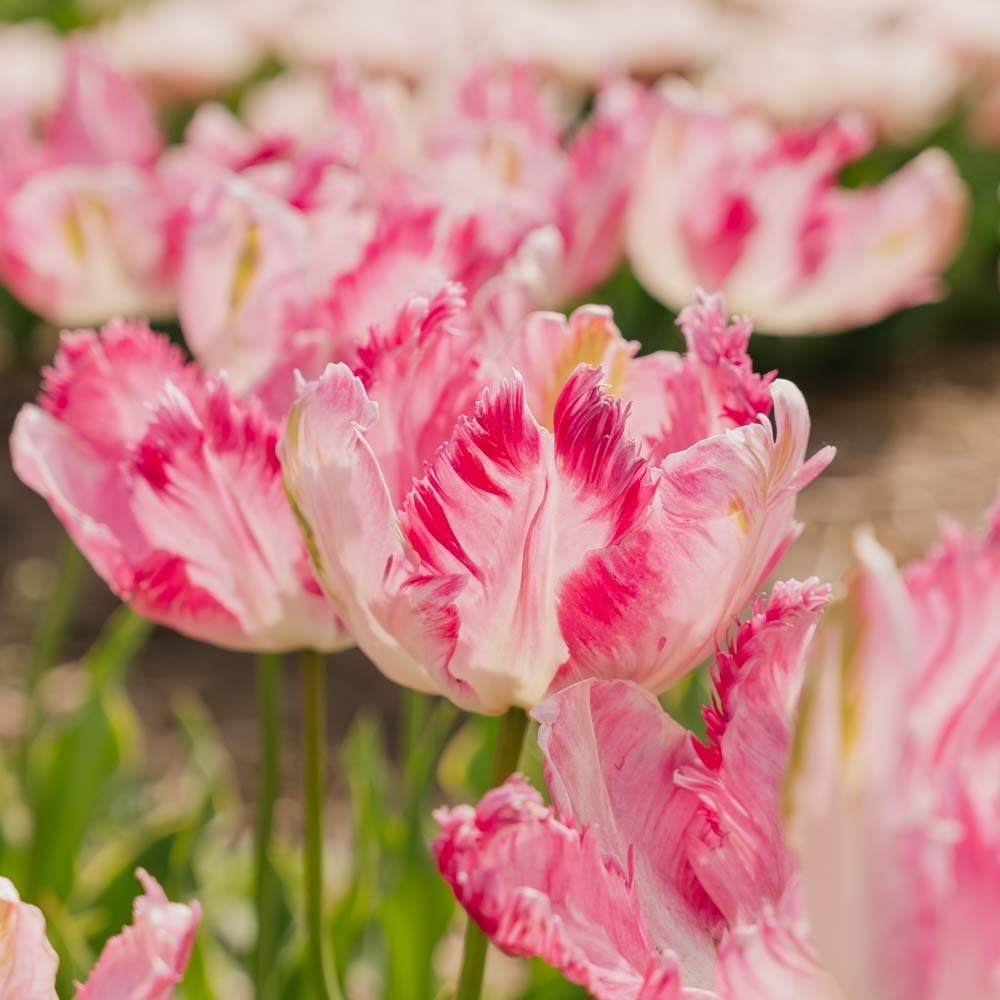 Tulipan 'Parrot Pink Vision'