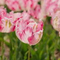 Tulipan 'Parrot Pink Vision'