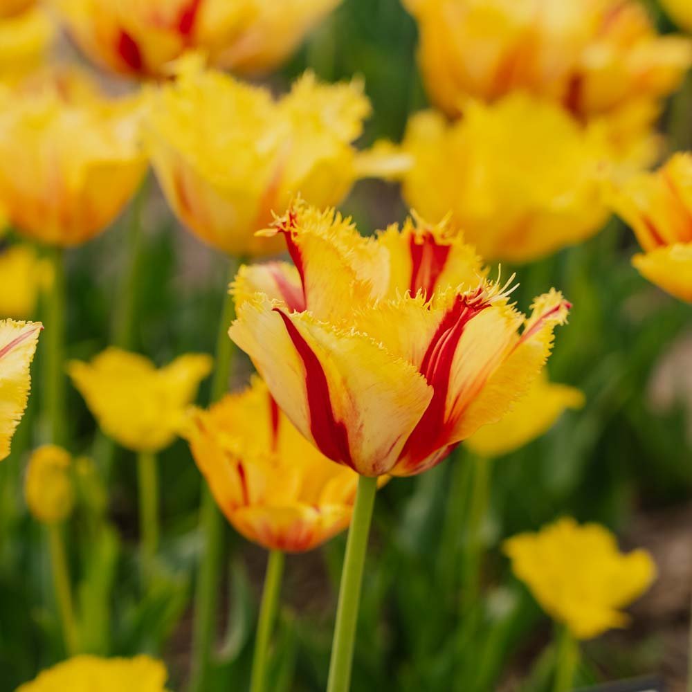 Tulipan 'Party Clown'