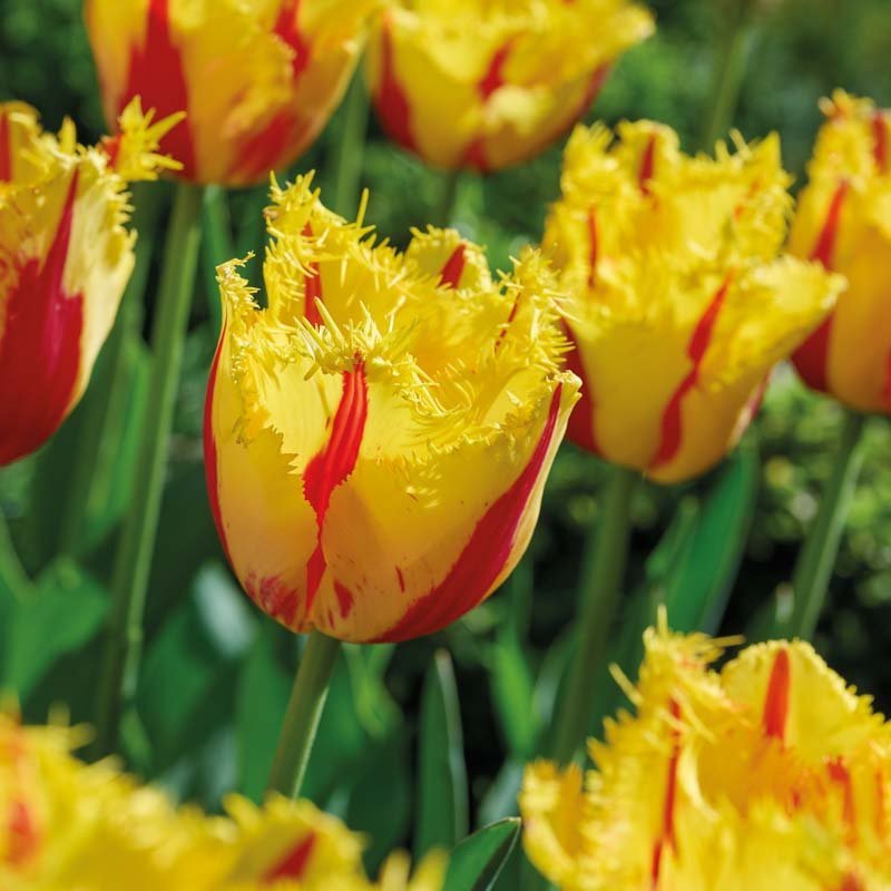 Tulipan 'Party Clown'