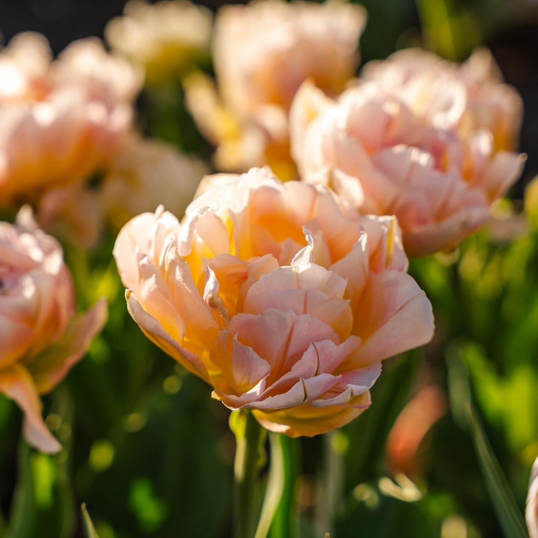 Tulipan 'Password'