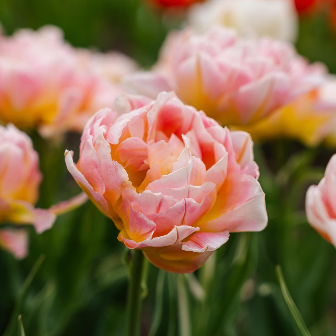 Tulipan 'Password'