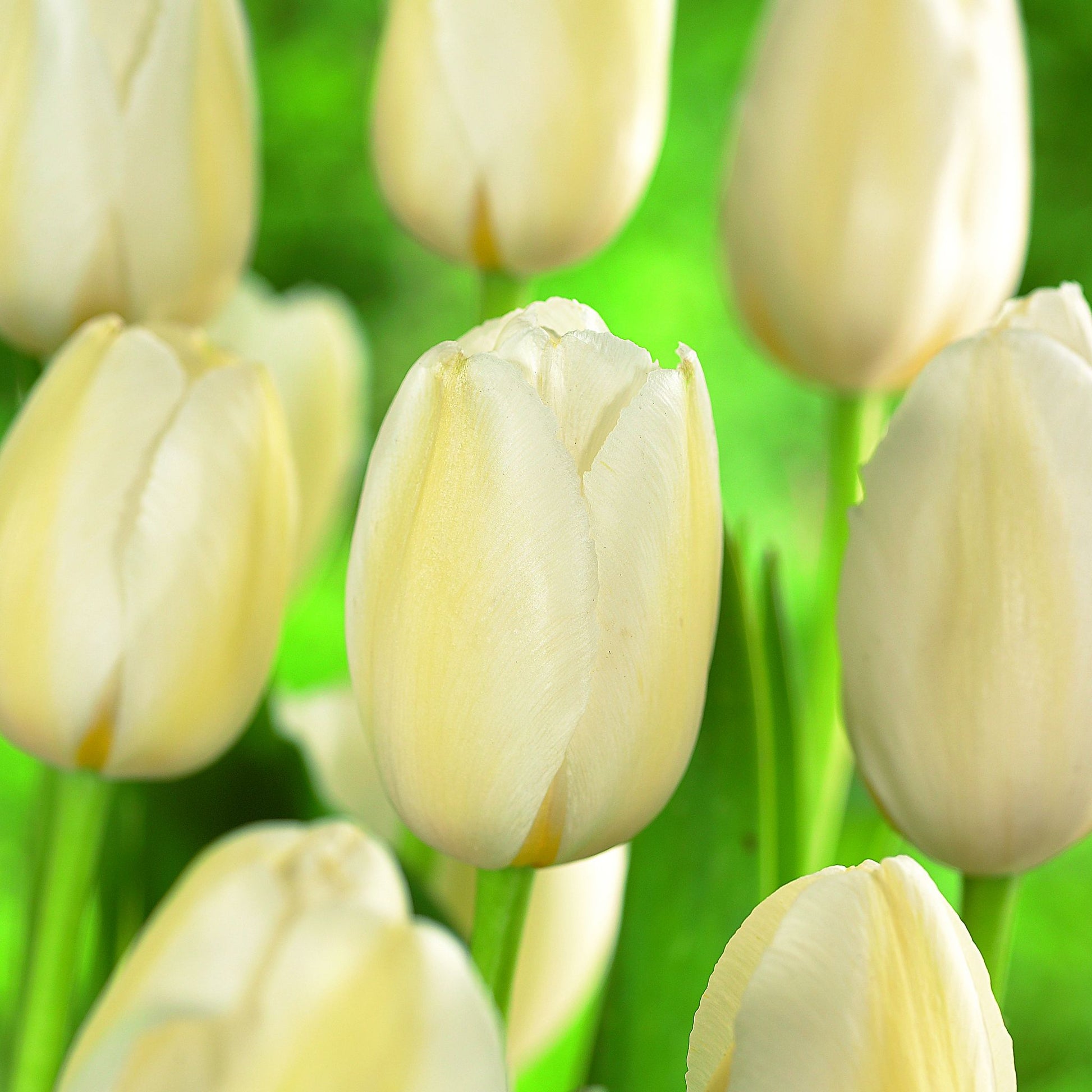 Tulipan 'Pays Bas'