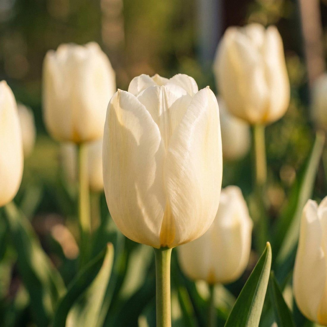 Tulipan 'Pays Bas'