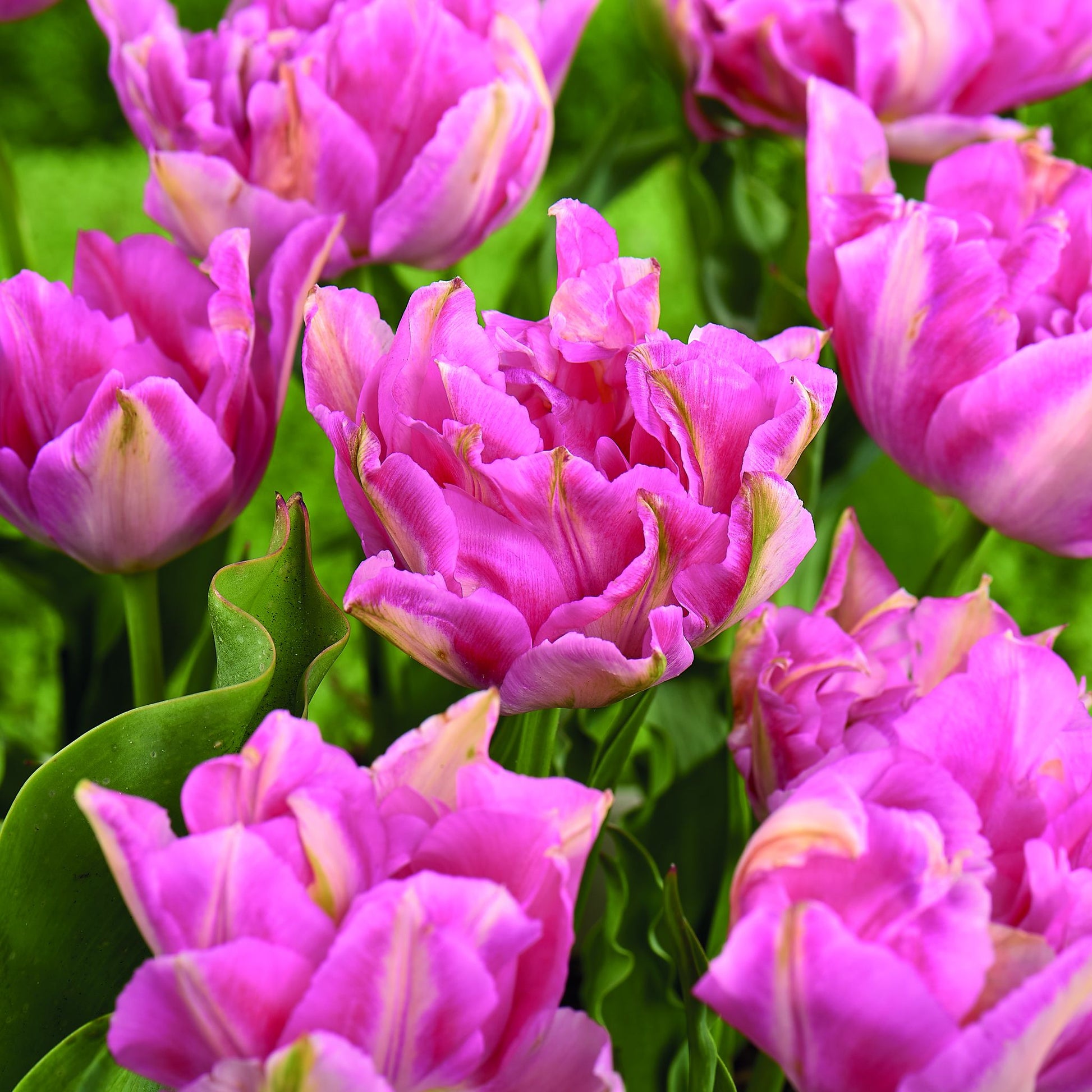 Tulipan 'Peach Blossom'