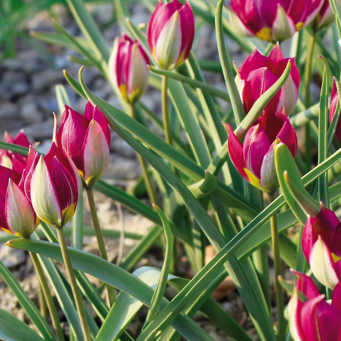 Tulipan 'Persian Pearl'