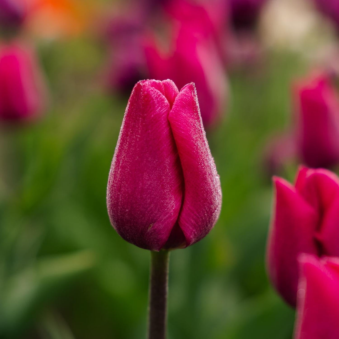 Tulipan 'Pink Ardour'