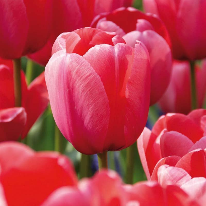 Tulipan 'Pink Impression'