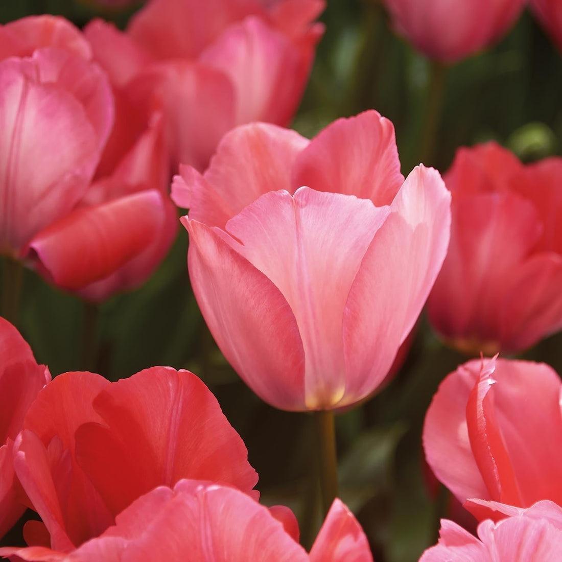 Tulipan 'Pink Sound'
