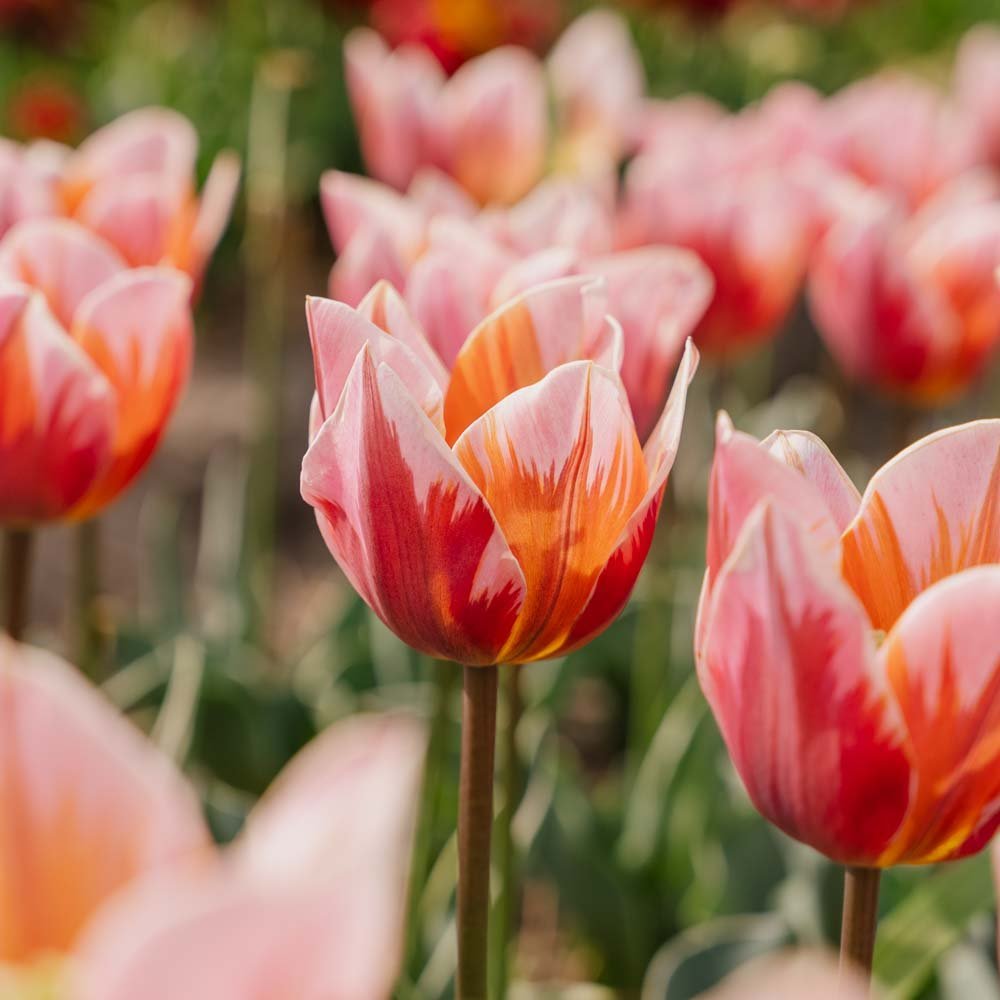 Tulipan 'Pretty Princess'