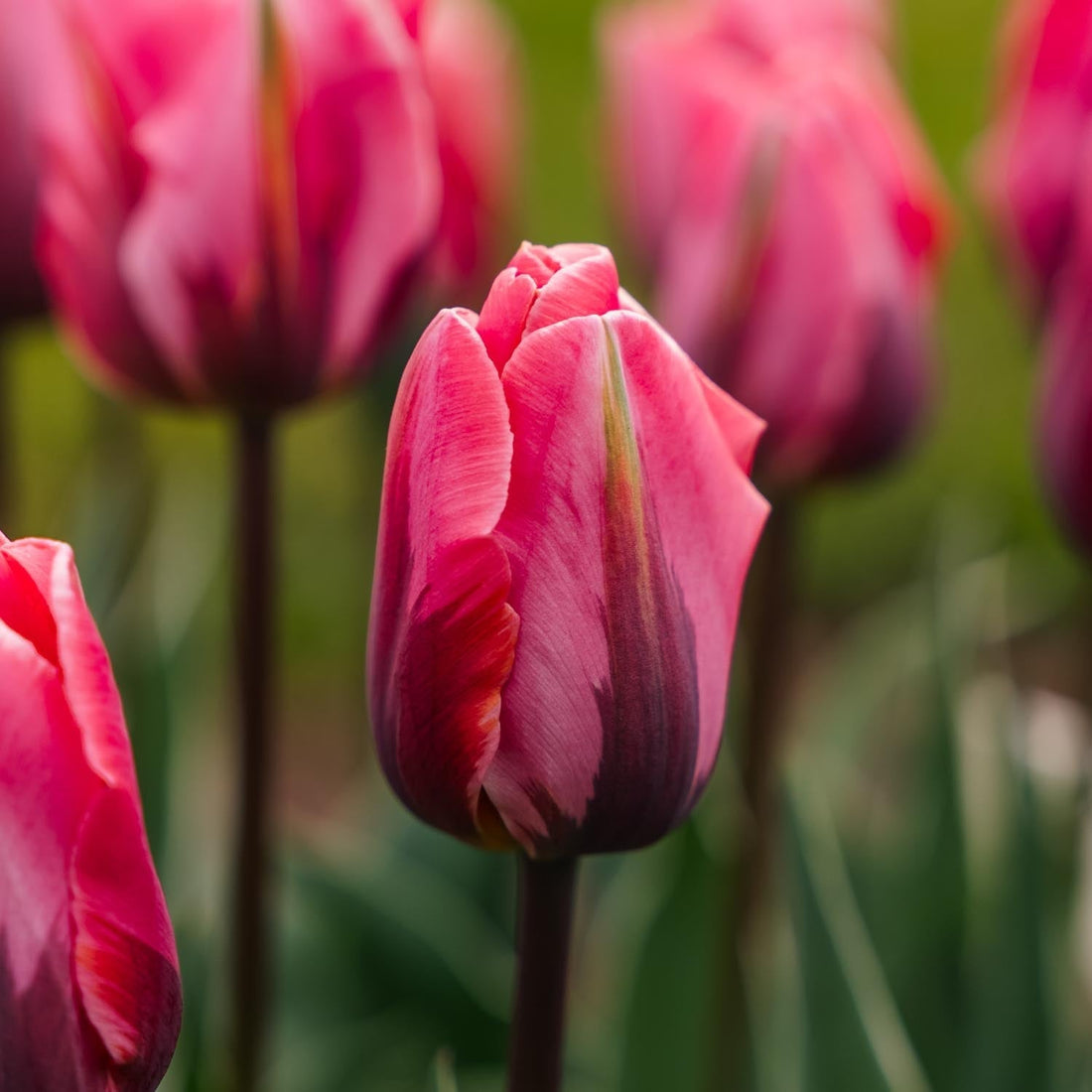 Tulipan 'Pretty Princess'