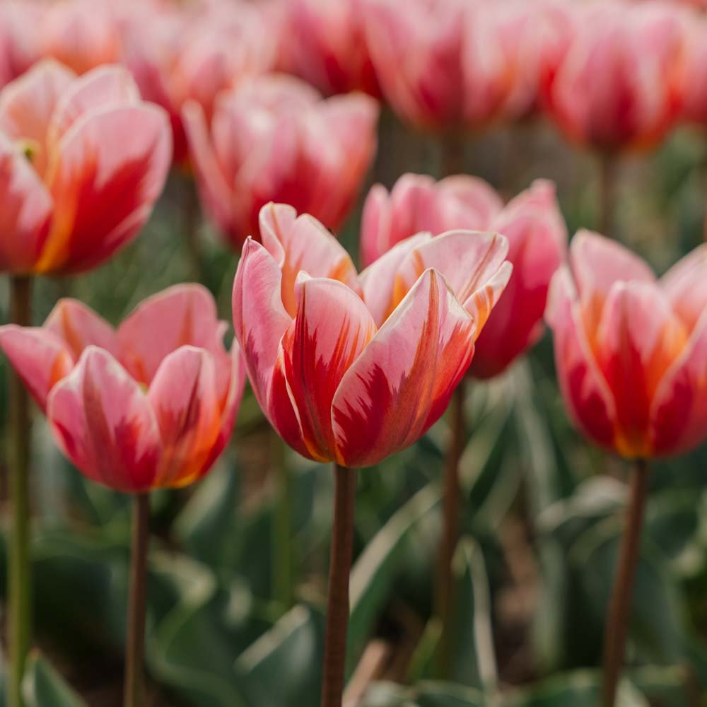 Tulipan 'Pretty Princess'