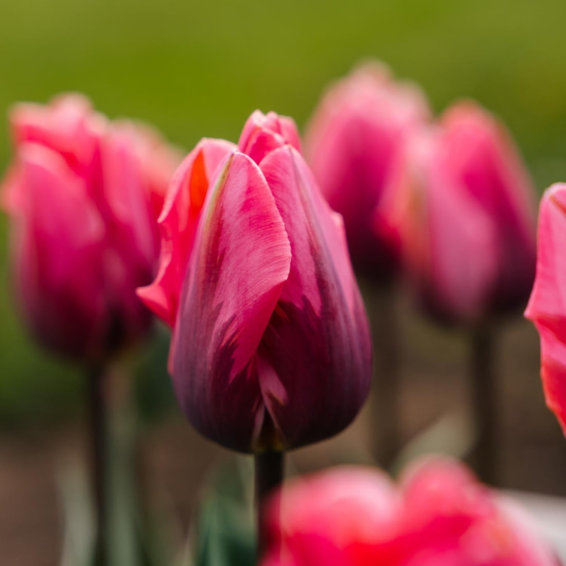 Tulipan 'Pretty Princess'