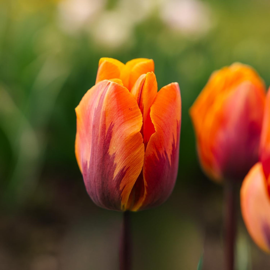 Tulipan 'Princess Irene'