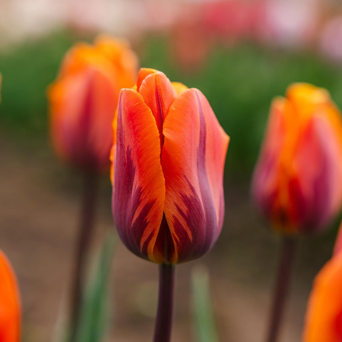 Tulipan 'Princess Irene'