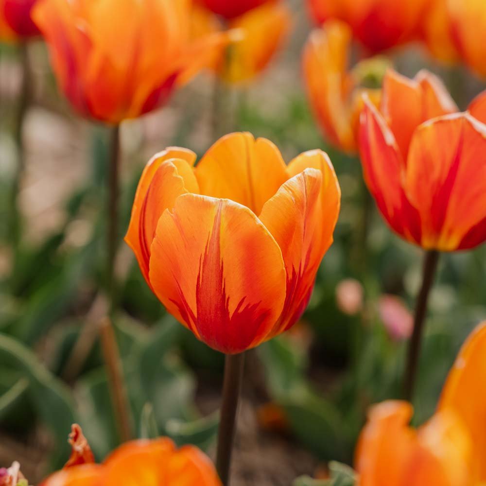 Tulipan 'Princess Irene'