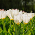 Tulipan 'Purissima'