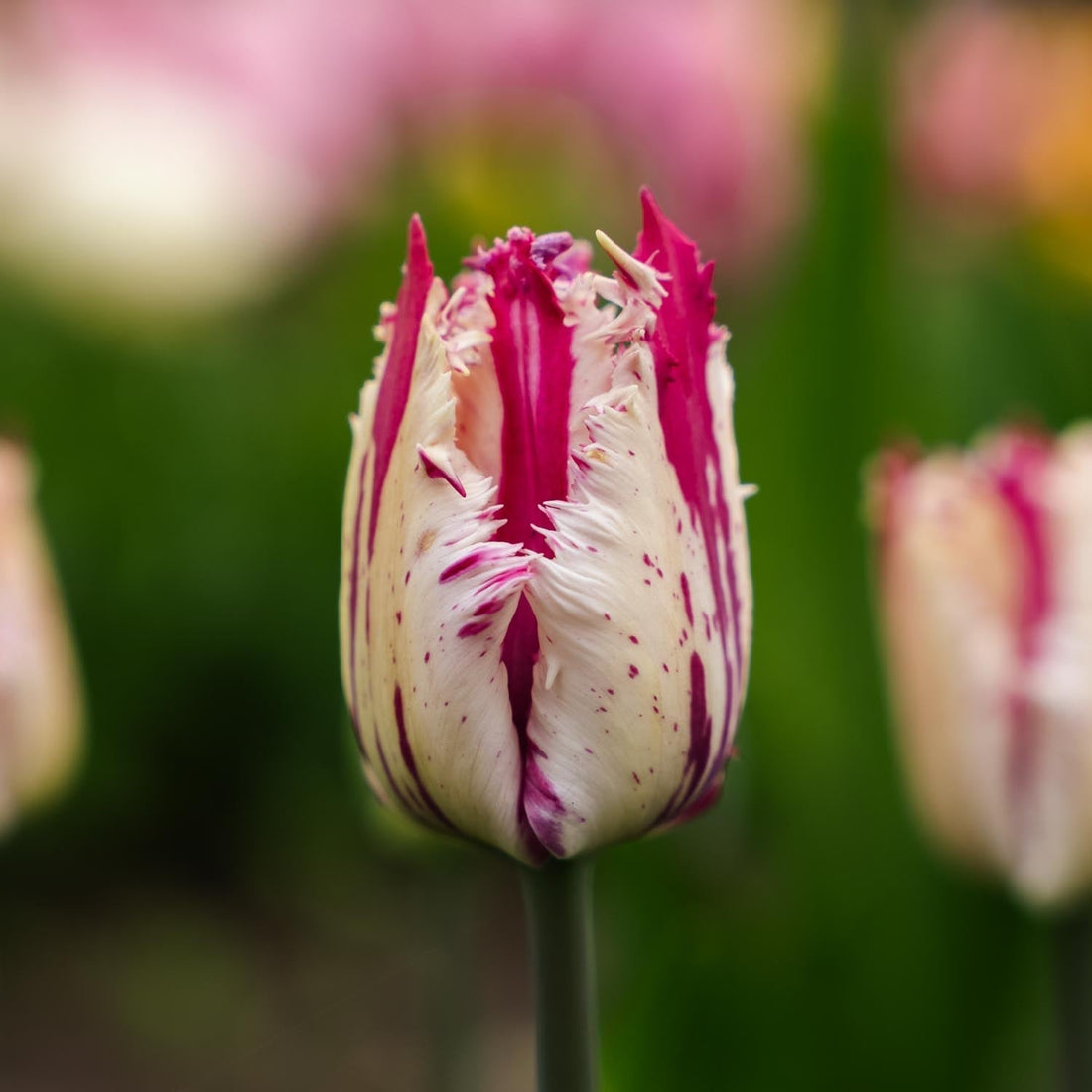 Tulipan 'Purple Circus'