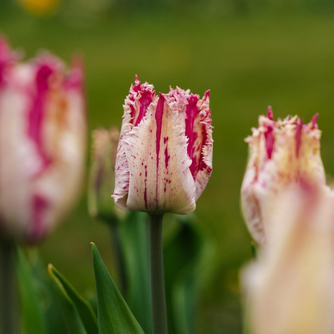 Tulipan 'Purple Circus'