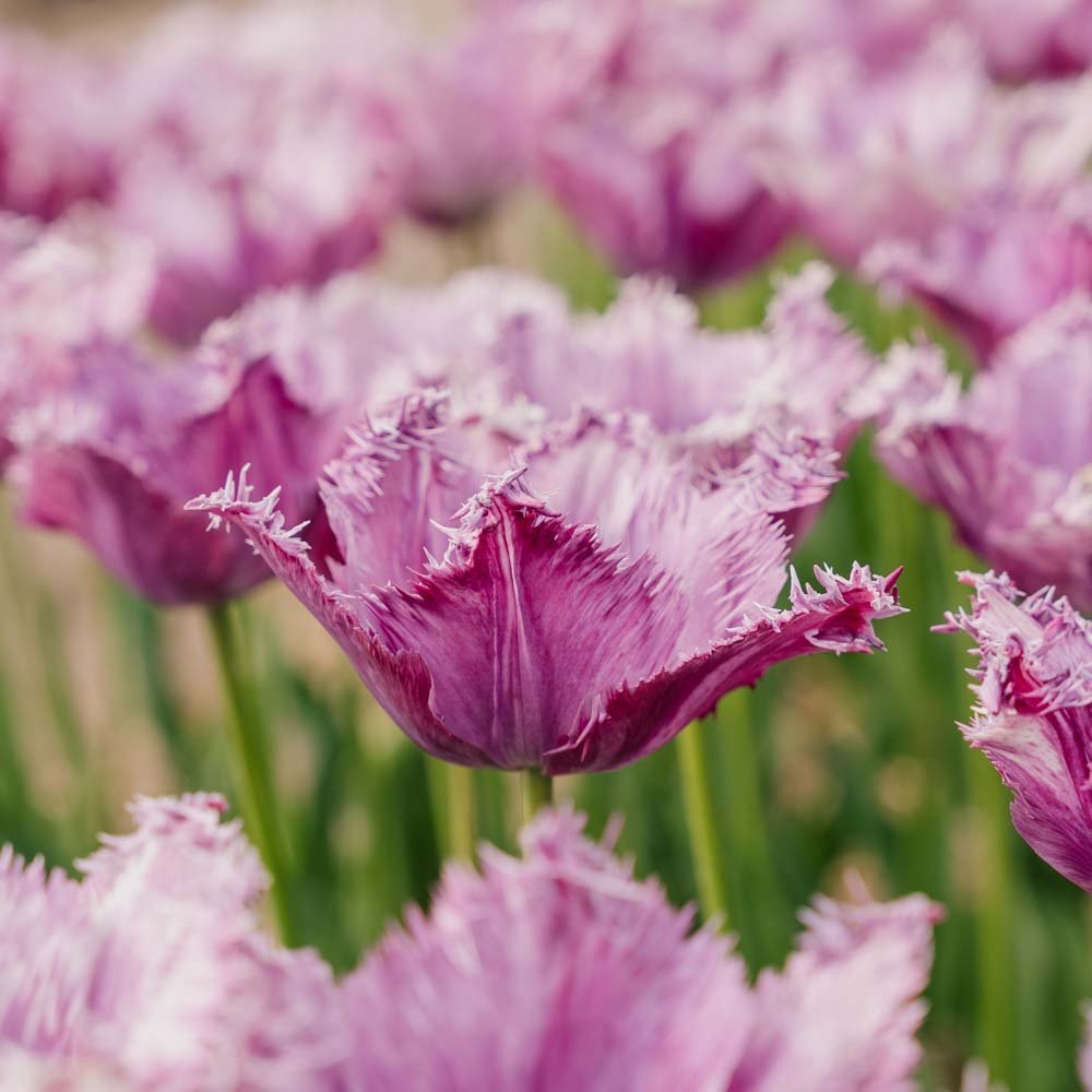 Tulipan 'Purple Circus'