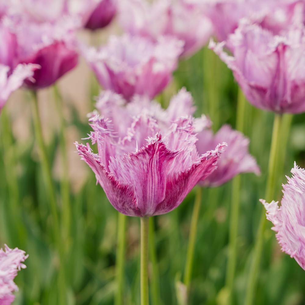 Tulipan 'Purple Circus'